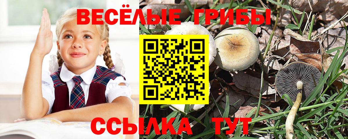 Псилоцибиновые грибы GOLDEN TEACHER Чебаркуль